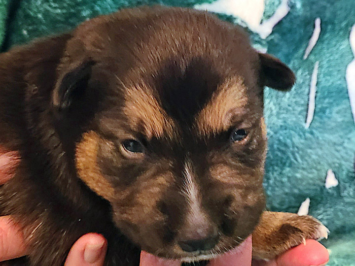 chinook puppy